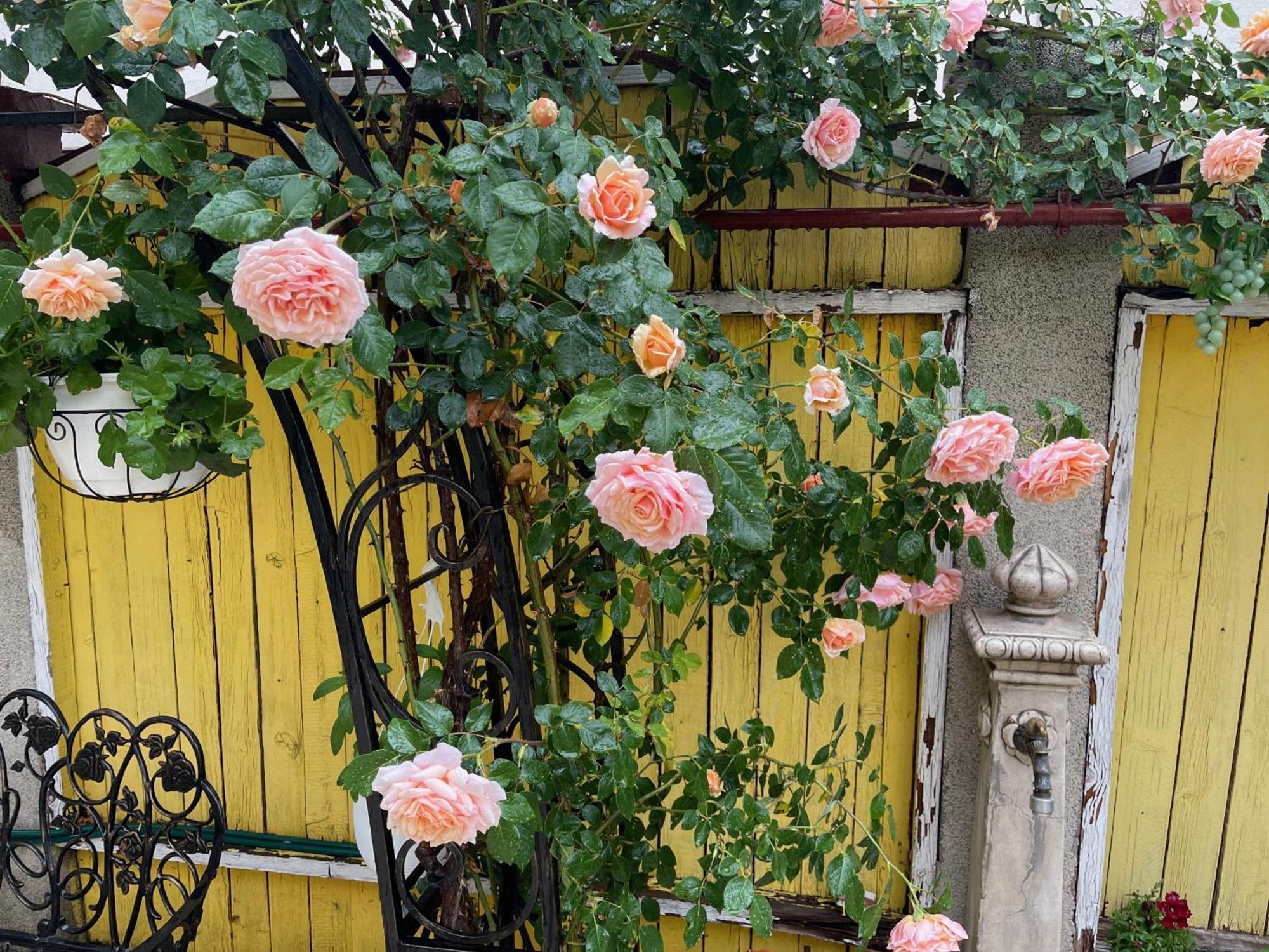Charming Apartment in Villa near Airport Bucarest Esterno foto